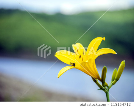 Nikkokujse在湖邊開花 115154712