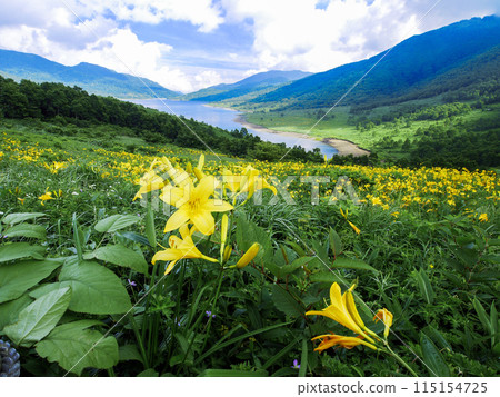 Hemerocallis blooming on the plateau and Lake Nozori 115154725