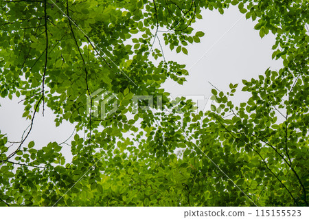 Fresh green leaves and sunlight filtering through the trees Fresh green leaves and sunlight filtering through the trees 115155523