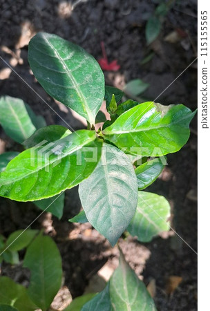 green leaves of young plant growing in the garden 115155565
