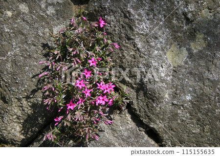 Photo of Moss Phlox blooming on a stone wall Photo of Moss Phlox blooming on a stone wall 115155635
