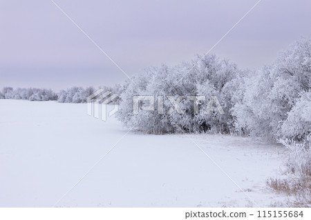 Beautiful winter country scene of a field along the wood covered with white snow, silent blue sky. Beautiful winter country scene of a field along the wood covered with white snow, silent blue sky. 115155684