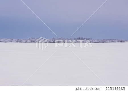 Idyllic winter scene in prairies - field cowered with white snow, row of trees with hoarfrost and a blue sky. 115155685