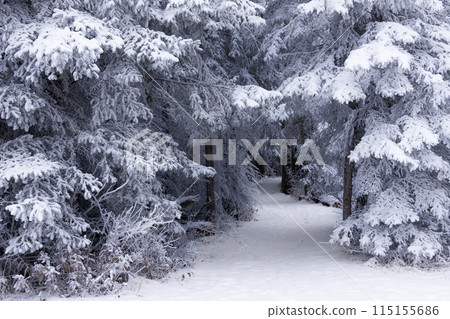 Snowy winding hiking trail among big tall fir trees covered with hoarfrost in the forest in silent day. Snowy winding hiking trail among big tall fir trees covered with hoarfrost in the forest in silent day. 115155686