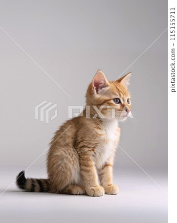 阿比西尼亞小貓側躺著 115155711