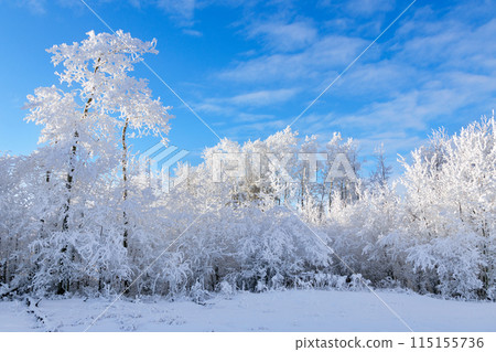 Idyllic winter scene in prairies - field cowered with white snow, row of trees with hoarfrost and a blue sky. 115155736