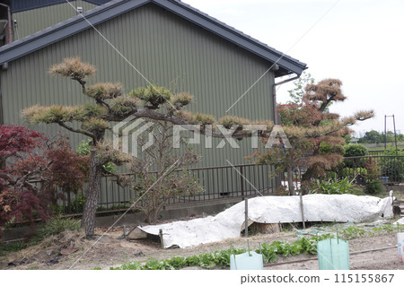 Withered pine 115155867