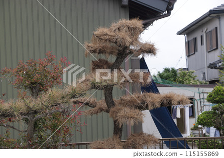 Withered pine 115155869