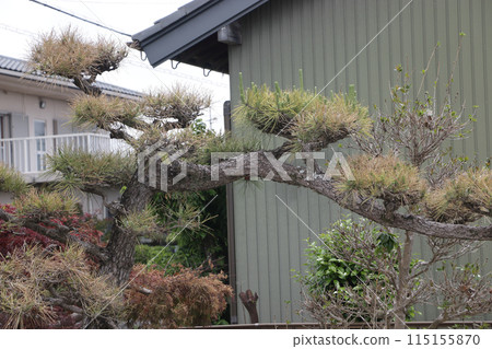 Withered pine Withered pine 115155870