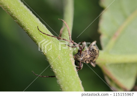 生物 昆蟲 白尾甲蟲，大複眼和毛茸茸的臉 115155967