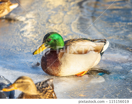 Colorful mallard drake standing on ice. Male wild duck on a frozen river. Waterbirds in winter. 115156019