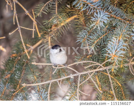 Cute bird the willow tit, song bird sitting on the fir branch Cute bird the willow tit, song bird sitting on the fir branch 115156027