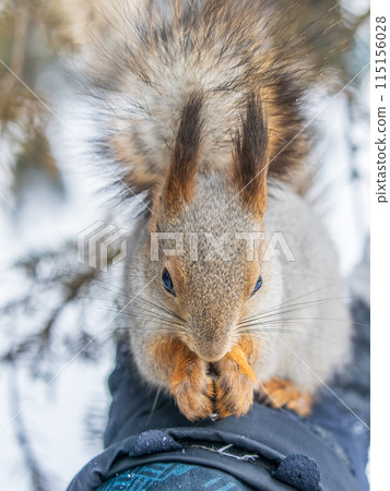Squirrel eats nuts from a man's hand. Caring for animals in winter or autumn. Squirrel eats nuts from a man's hand. Caring for animals in winter or autumn. 115156028