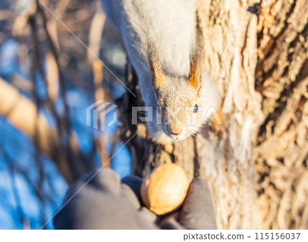 Squirrel eats nuts from a man's hand. Caring for animals in winter or autumn. Squirrel eats nuts from a man's hand. Caring for animals in winter or autumn. 115156037