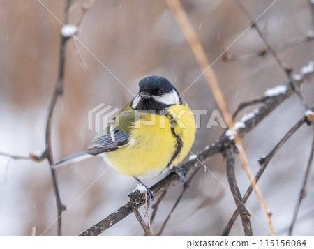 Cute bird Great tit, songbird sitting on the fir branch with snow in winter 115156084