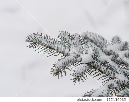 Green fir branches in winter covered with snow. Branches of fir tree as background. Frosty spruce branches. Outdoor with snowy winter nature. Forest landscape Green fir branches in winter covered with snow. Branches of fir tree as background. Frosty spruce branches. Outdoor with snowy winter nature. Forest landscape 115156085