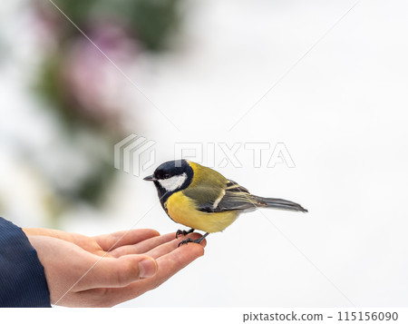 A tit sits on a man's hand and eats seeds. 115156090