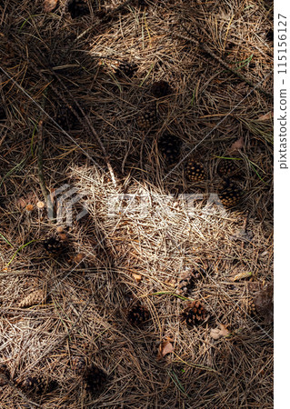 Pine cones and needles on the ground looking from above. 115156127