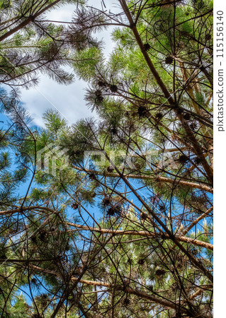 Looking up in the coniferous forest. 115156140