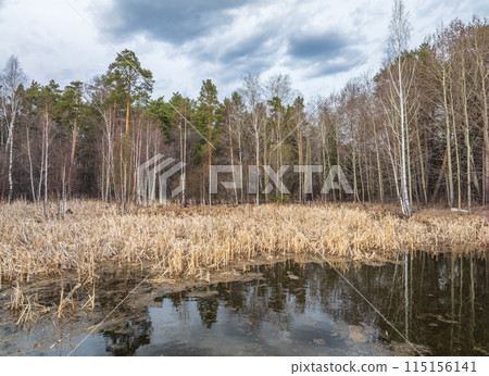 Thickets of dry reeds near the lake in spring or autumn. 115156141