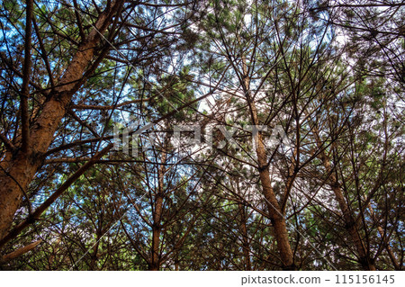 Pine trees forest under blue sky. 115156145