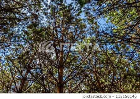 Pine treetops in a forest. 115156146
