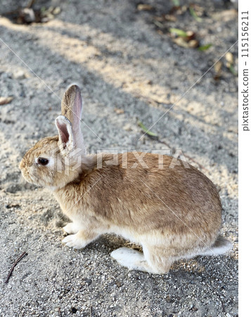 Usagi in Okunojima Usagi in Okunojima 115156211