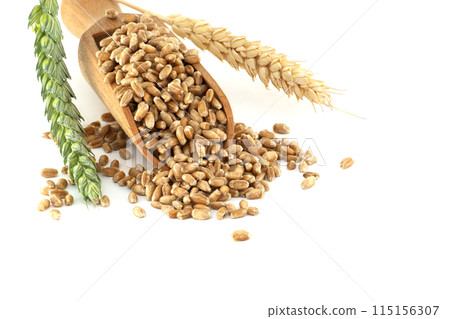 Scooper filled with wheat grains next to wheat ears on white background 115156307