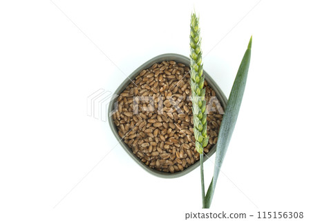 Wheat grains in a bowl with a wheat spike and leaf on a white background 115156308