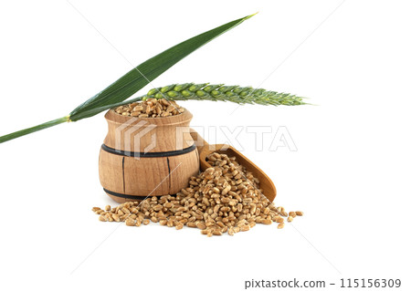 Wooden barrel and scooper filled with wheat grains near to wheat ears over white background 115156309