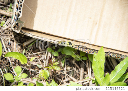 虎斑頸槽蛇 虎斑頸槽蛇 115156321