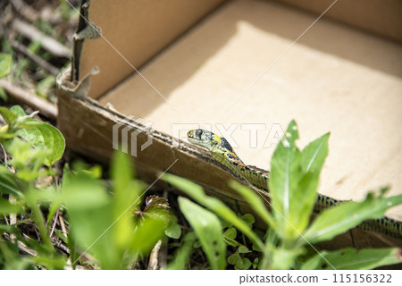 虎斑頸槽蛇 虎斑頸槽蛇 115156322