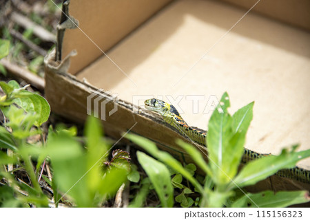 虎斑頸槽蛇 虎斑頸槽蛇 115156323