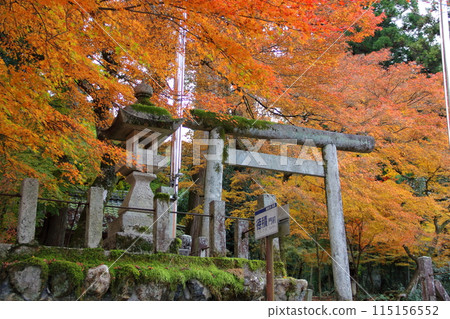Autumn leaves at the 33rd temple of the Saigoku Kannon Pilgrimage, Tanigumi Kegonji Temple, 11 (Gifu Prefecture) Autumn leaves at the 33rd temple of the Saigoku Kannon Pilgrimage, Tanigumi Kegonji Temple, 11 (Gifu Prefecture) 115156552