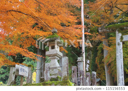 Autumn leaves at the 33rd temple of the Saigoku Kannon Pilgrimage, Tanigumi Kegonji Temple, 12 (Gifu Prefecture) Autumn leaves at the 33rd temple of the Saigoku Kannon Pilgrimage, Tanigumi Kegonji Temple, 12 (Gifu Prefecture) 115156553