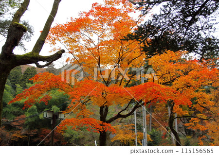 谷組山華嚴寺 西國地區第 33 處紅葉寺廟 - 24(岐阜縣) 谷組山華嚴寺 西國地區第 33 處紅葉寺廟 - 24(岐阜縣) 115156565