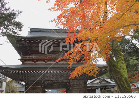 Autumn leaves at the 33rd temple of the Saigoku Kannon Pilgrimage, Tanigumi Kegonji Temple, 25 (Gifu Prefecture) Autumn leaves at the 33rd temple of the Saigoku Kannon Pilgrimage, Tanigumi Kegonji Temple, 25 (Gifu Prefecture) 115156566
