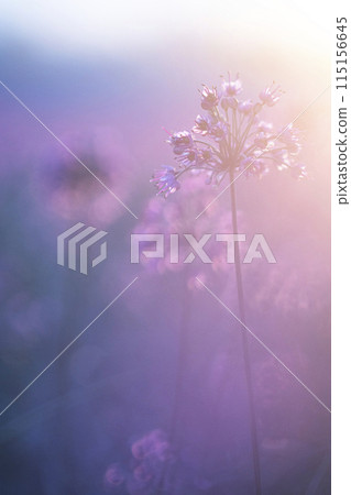 Rakkyo flowers shining in the setting sun, Hokuei Town, Tottori Prefecture 115156645