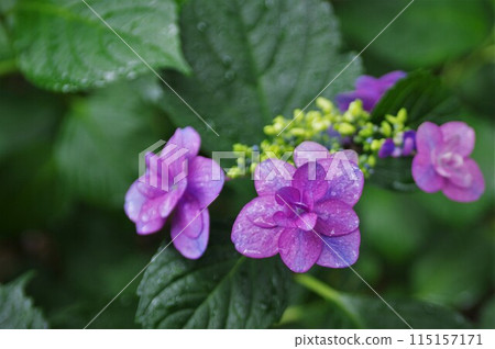 時令花卉-各種繡球花 770033 115157171