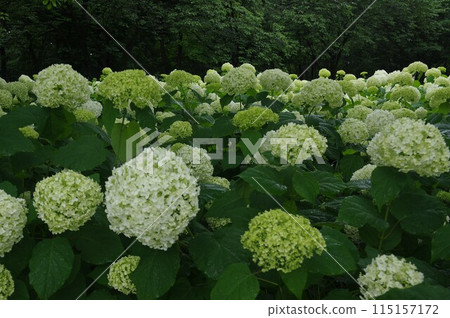 時令花卉-各種繡球花 770034 115157172