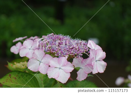 時令花卉-各種繡球花 770035 115157173
