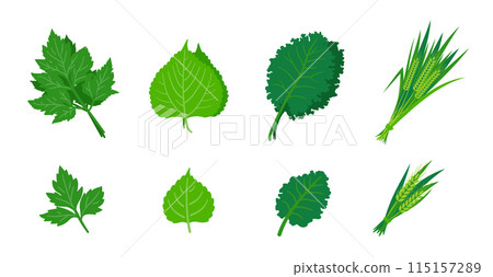 A simple illustration set of the ingredients for green juice: angelica tree leaves, mulberry leaves, kale, and barley leaves. A simple illustration set of the ingredients for green juice: angelica tree leaves, mulberry leaves, kale, and barley leaves. 115157289