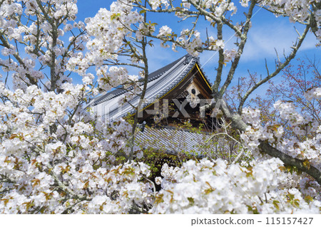 京都仁和寺的御室櫻花和觀音堂 115157427