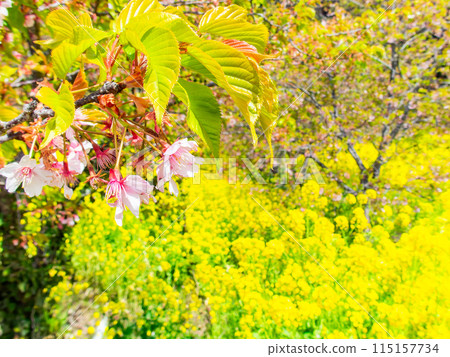 千葉縣岩井堰的春天美景：河津櫻花、油菜花盛開 115157734