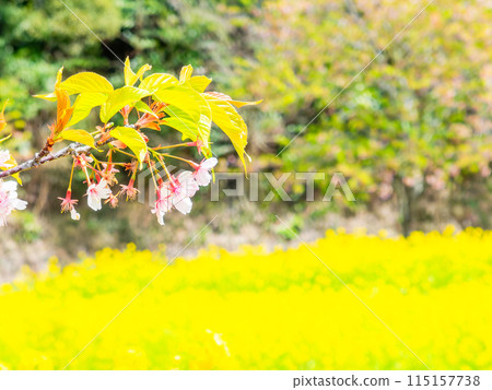 Beautiful spring scenery at Iwai Weir in Chiba Prefecture: Kawazu cherry blossoms and rape blossoms in full bloom 115157738