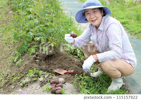 Silver-haired woman harvesting red potatoes, looking at camera 115157822