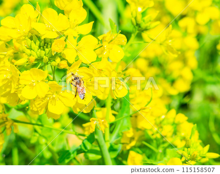 Beautiful spring scenery at Iwai Weir in Chiba Prefecture: rapeseed flowers in full bloom and honeybees 115158507