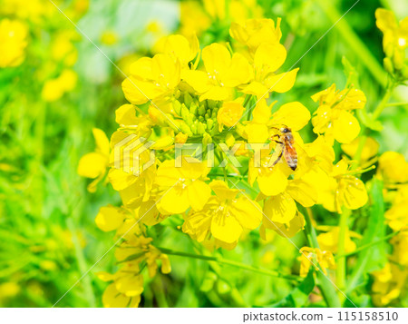 Beautiful spring scenery at Iwai Weir in Chiba Prefecture: rapeseed flowers in full bloom and honeybees 115158510