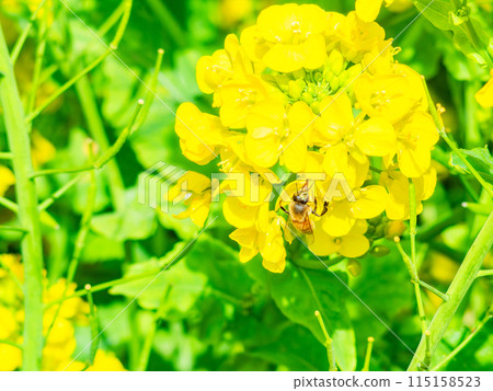 千葉縣岩井堰的美麗春景，油菜花盛開，蜜蜂 115158523