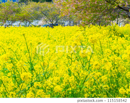 千葉縣岩井堰春天美景，油菜花、河津櫻花盛開 115158542